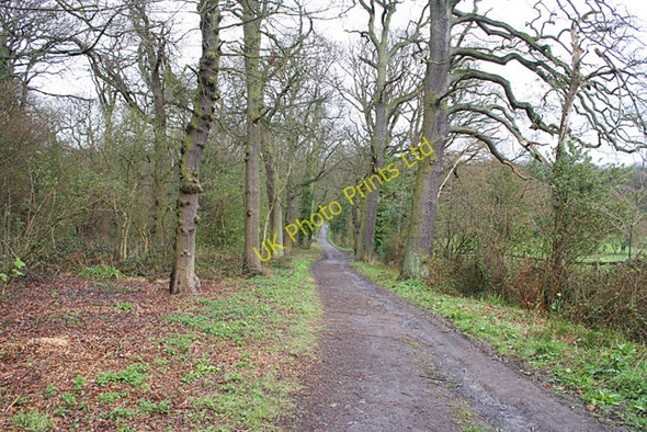 Photo 6"x4" Swithland Wood, Leicestershire Cropston c2006