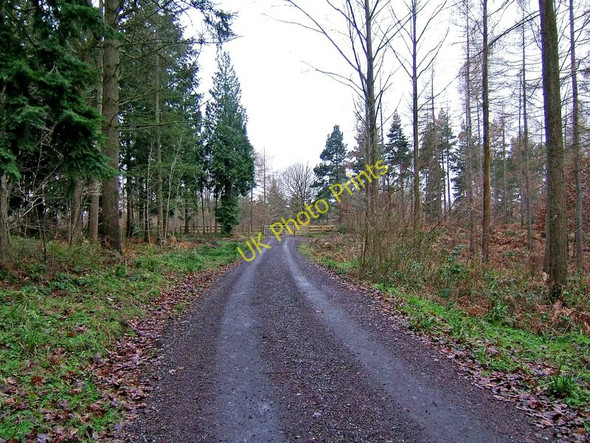 Photo 6"x4" Forestry road, Eymore Wood Holbeache c2009