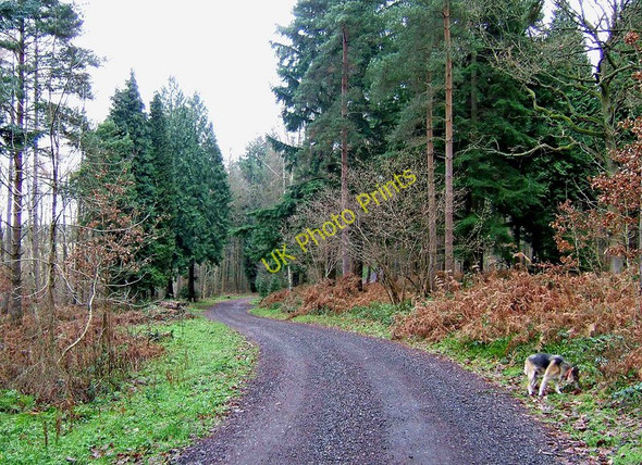 Photo 6"x4" Forestry road, Eymore Wood Holbeache c2009