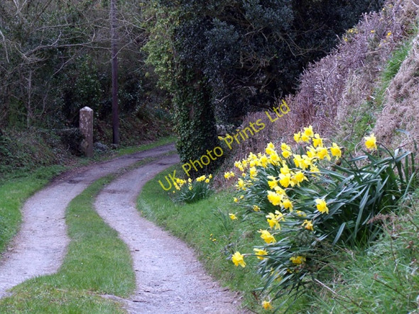 Photo 6"x4" Country lane Capel Coch c2006