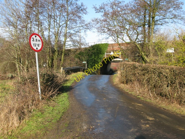 Photo 6"x4" Check your height! Lilyvale\/TR0839 c2010