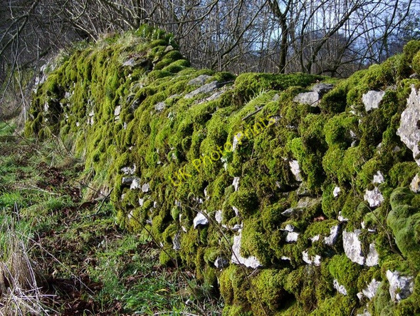 Photo 6"x4" Moss covered stone wall, Ubley Charterhouse\/ST5055 c2010