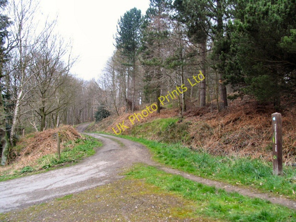 Photo 6"x4" Wharncliffe Woods Middlewood\/SK3192 c2006
