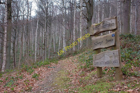 Photo 6"x4" Woodland path on Janet's Brae, Peebles Peebles\/NT2540 c2010