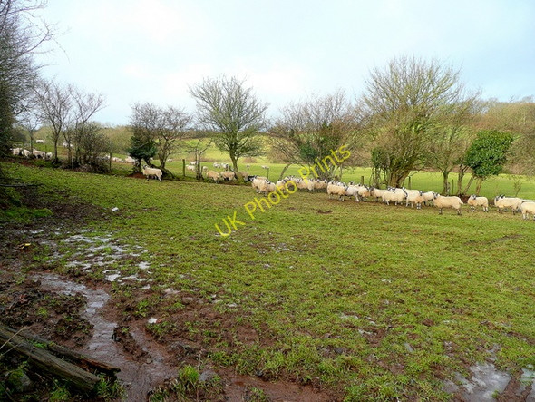 Photo 6"x4" Sheep pasture by Brown's Lane Newton\/SO2943 c2010