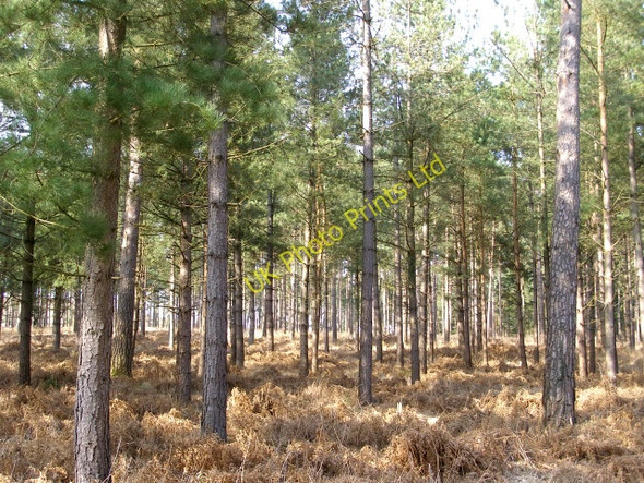 Photo 6"x4" Scots pine trees in the Alderhill Inclosure, New Forest Ogdens c2006