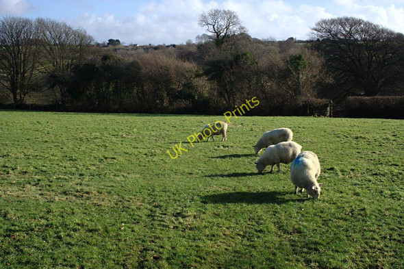 Photo 6"x4" Sheep Grazing on the outskirts of Holsworthy Holsworthy c2010