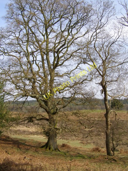Photo 6"x4" Edge of the woods on Ragged Boys Hill, New Forest Fritham c2006