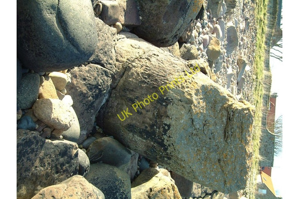 Photo 6"x4" Fossil Tree Anstruther Easter c2006