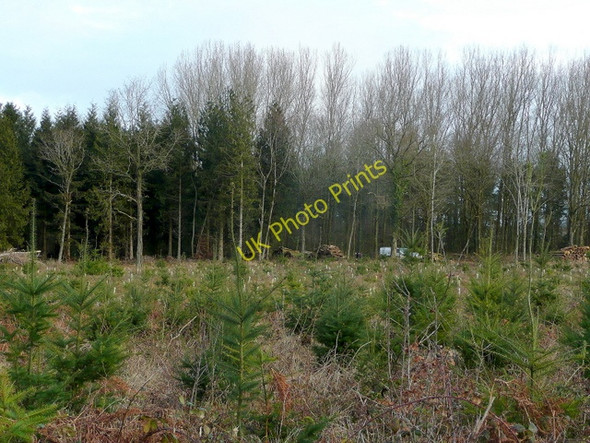 Photo 6"x4" Working in Coed Robert Bryngwyn\/SO3909 c2010