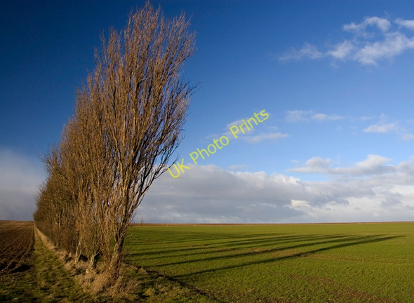 Photo 6"x4" Trees near Kirkburn Kirkburn\/SE9855 c2010