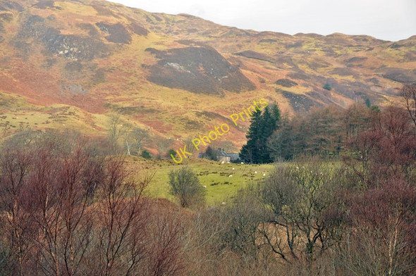 Photo 6"x4" Sheep grazing by Kilbride Farm Arduaine c2010