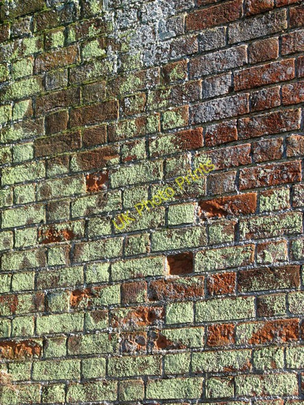 Photo 6"x4" Lichens growing on derelict house's wall Kirstead Green c2010