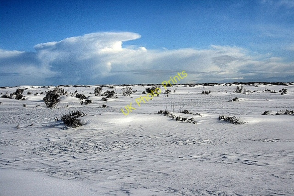 Photo 6"x4" Heather Moorland, Cockayne Ridge Urra c2010