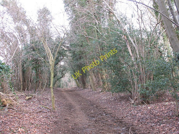 Photo 6"x4" Sheep Walk - top of the hill Langley Vale c2010