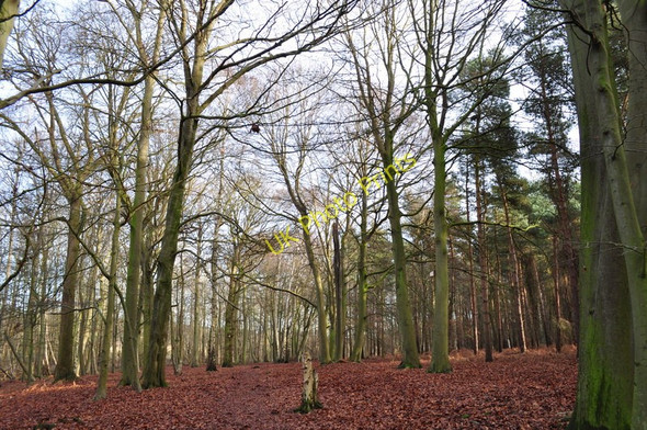 Photo 6"x4" Sisland Carr Sisland c2010