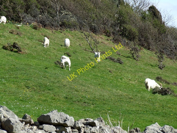Photo 6"x4" Wild Goats on the Great Orme Llandudno c2006