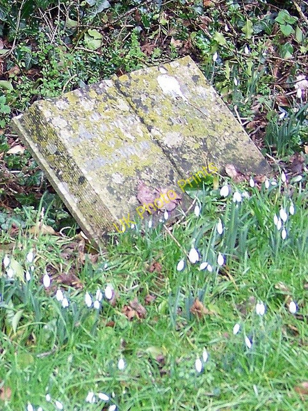 Photo 6"x4" Snowdrops, St Mary's Churchyard Compton Abbas c2010