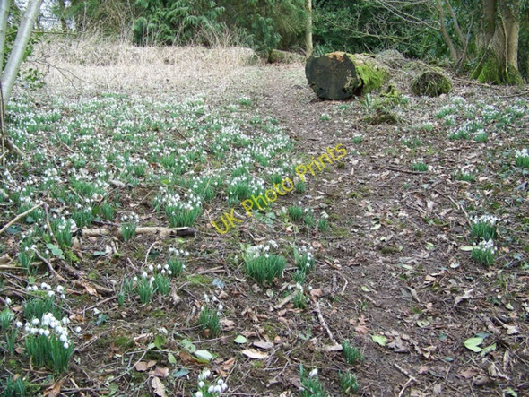 Photo 6"x4" Snowdrops, The Grove Wardour c2010 P1