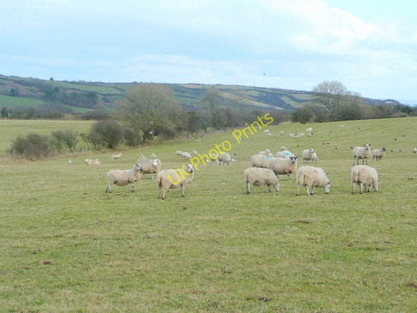Photo 6"x4" Sheep pasture near Lydstep Wind Hill\/SS0798 c2010