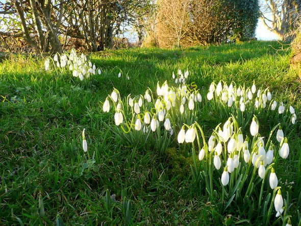 Photo 6"x4" Lochmeyler snowdrops Llandeloy c2010