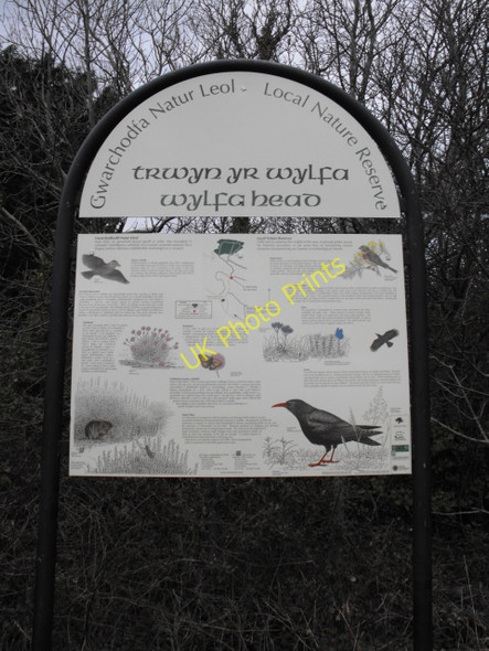 Photo 6"x4" Wylfa Head Local Nature Reserve Cemaes\/SH3693 c2010