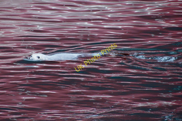 Photo 6"x4" Grey Seal (Halichoerus grypus), Lerwick Lerwick c2010