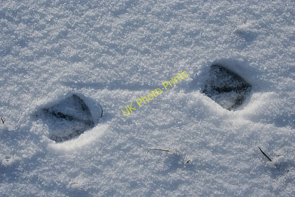 Photo 6"x4" Tracks in the Snow Covesea c2010