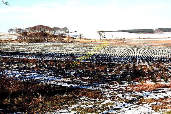 Photo 6"x4" Precision Planting Duffus c2010