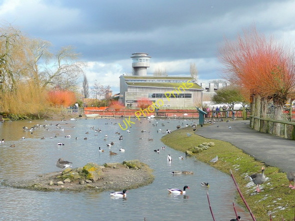Photo 6"x4" Wildfowl and Wetlands Trust, Slimbridge Shepherd's Patch c2010