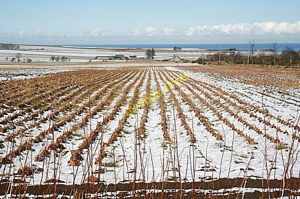 Photo 6"x4" Rows of Neeps Fordyce c2010