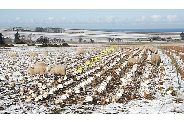 Photo 6"x4" Neeps and Sheep Fordyce c2010