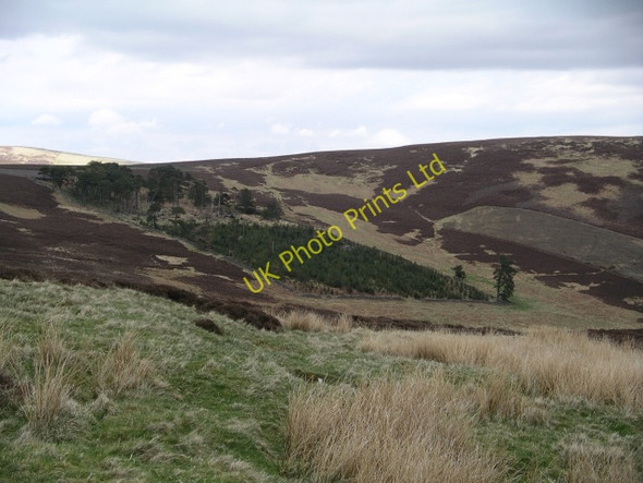 Photo 6"x4" Plantation, Black Law Holylee c2006