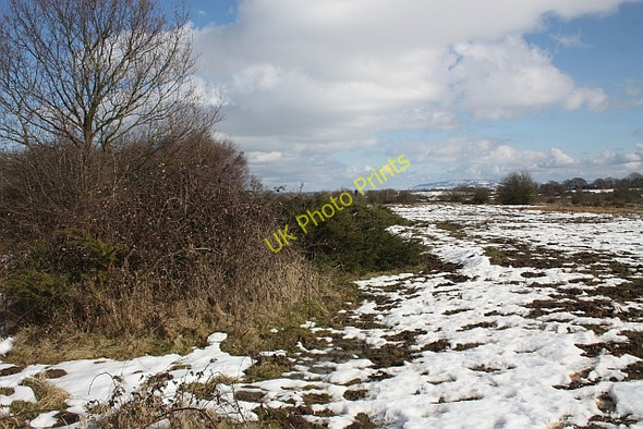 Photo 6"x4" Bramble and gorse on Castlemorton Common Marl Bank c2010