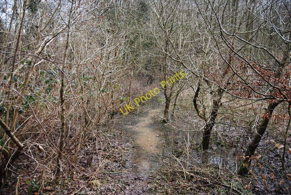 Photo 6"x4" Localised flooding on the path through Horeman's Wood Vinehall Street c2009