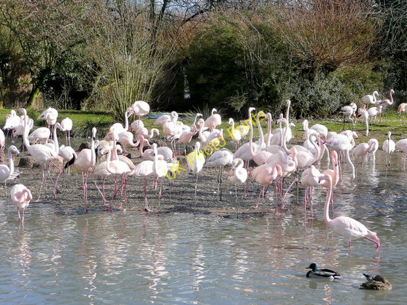 Photo 6"x4" Greater Flamingos at Slimbridge WWT Shepherd's Patch c2010