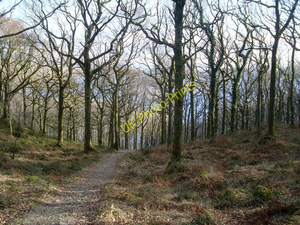 Photo 6"x4" West Highland Way in Ross Wood Inverbeg c2010