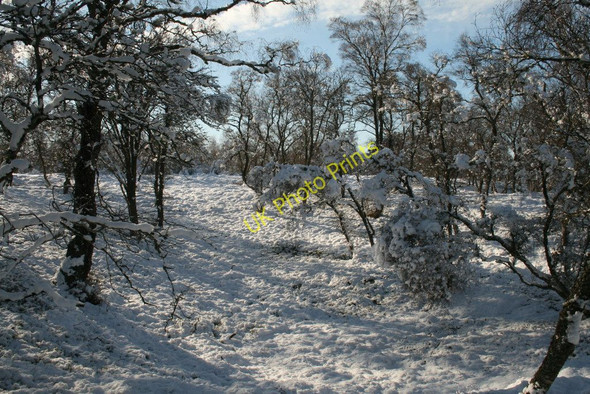 Photo 6"x4" Woodland path in snow, near Invertromie Lynchat c2010