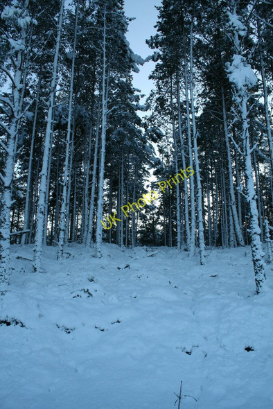 Photo 6"x4" Forest Path in snow,Glean Chomhraig Corarnstilbeg c2010