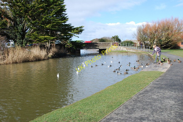 Photo 6"x4" Feeding time Bude\/SS2106 c2010