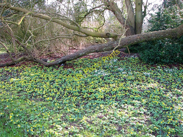 Photo 6"x4" Spring flowers in the park surrounding Rushford College Rushford\/TL9281 c2010