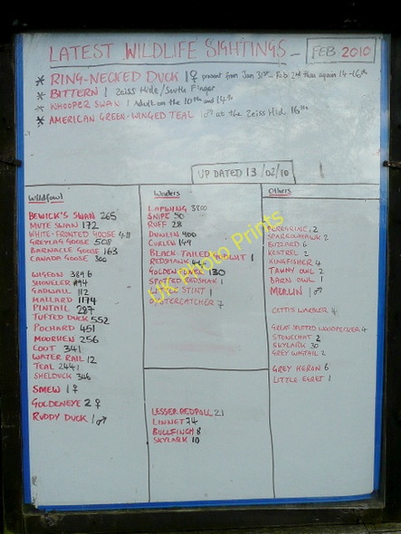 Photo 6"x4" Sightings Board, Slimbridge Shepherd's Patch c2010