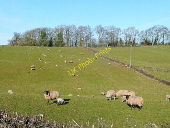 Photo 6"x4" Sheep and Lambs Grazing 2 Callow\/SO4934 c2010