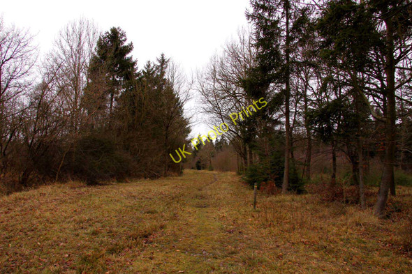 Photo 6"x4" Track through Shabbington Wood Horton-cum-Studley c2010