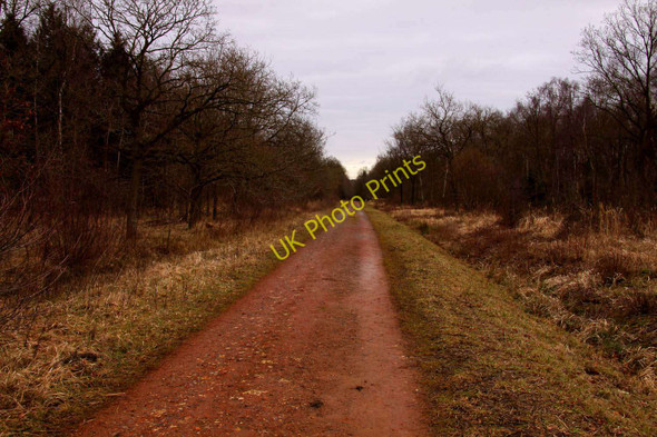 Photo 6"x4" The main track through Shabbington Wood Horton-cum-Studley c2010