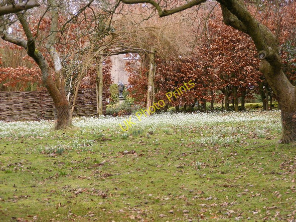 Photo 6"x4" Snowdrop Field Hilton\/SO7795 c2010