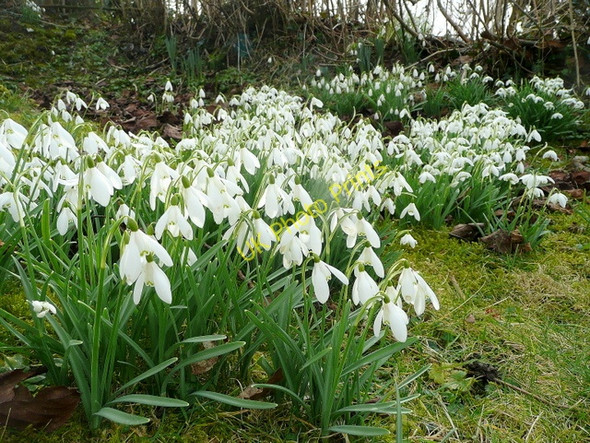 Photo 6"x4" Snowdrops, Galanthus nivalis Batcombe\/ST6104 c2010