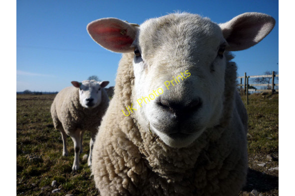 Photo 6"x4" The guvnors Burton-in-Kendal c2010
