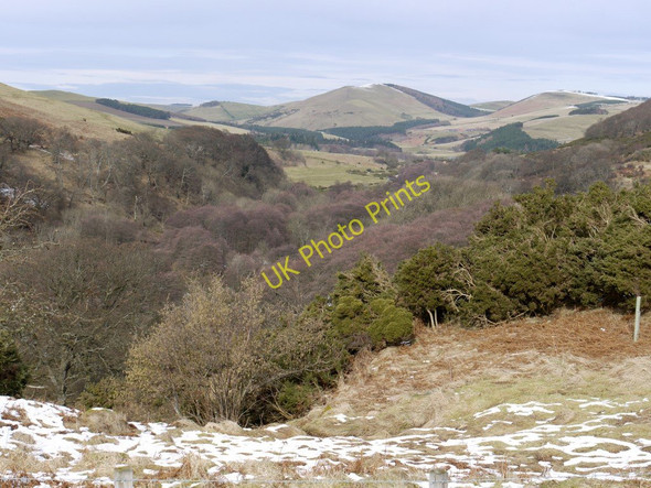Photo 6"x4" The wooded valley of the College Burn Westnewton\/NT9030 c2010