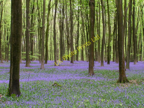 Photo 6"x4" Bluebells in Micheldever Wood Micheldever c2006
